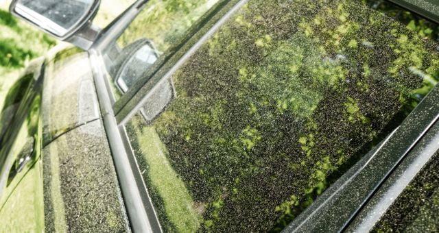 pollen on a car